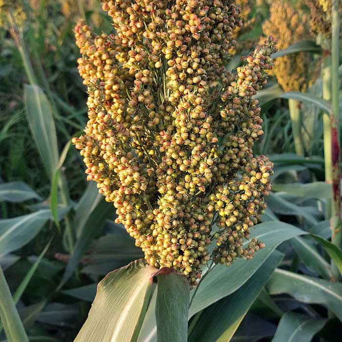 FAN 276 DP SHIELD PAS