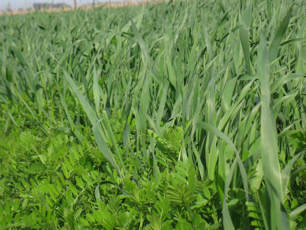 Cultivos de cobertura: utilización de estos cultivos en la rotación agrícola.